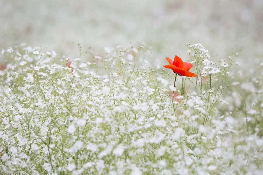 Ademhart hp papaver 